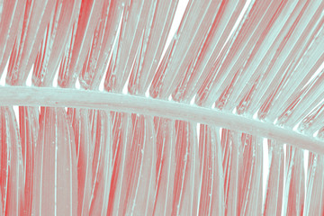 Exotic plant palm leaves close up in duo  coral pink red tone in vibrant bold trendy colors....