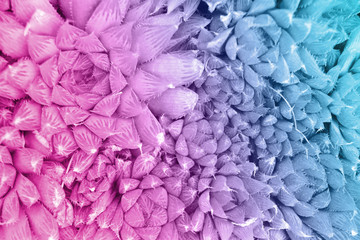 Trendy dual tone gradient neon cactus plant close up background.  Exotic cacti succulents for web...