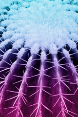 Cactus plant close up in duo  purple  blue gradient tone in vibrant bold trendy colors. Concept...