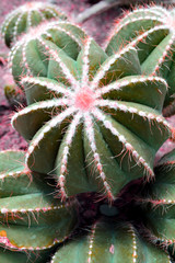 Cactus fashion design in zine culture color. Close up minimal still life. Trendy succulent mood background for magazine collage.