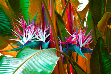 Tropical banana leaf background with bird of paradise fern. Trendy zine culture, raw color look gradient background nature. Magazine cover still life view of large palm foliage for collage.