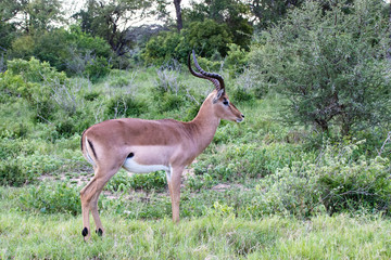 Naklejka na ściany i meble Impala, Herd of Impala, Serengeti, Tanzania, Africa