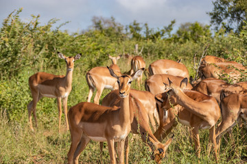 Naklejka na ściany i meble Impala, Herd of Impala, Serengeti, Tanzania, Africa