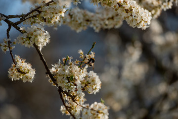 flowering cherry tree