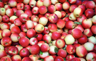Fresh picked red honey crispy apples background in the harvest season