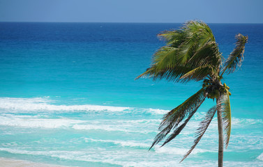 coconut tree in front of colorful blue Caribbean Sea