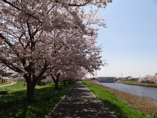 新川の桜