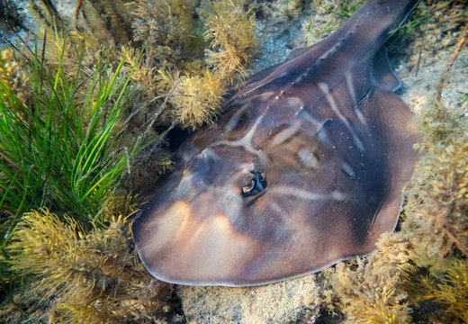 Southern fiddler ray resting on the seabed of port Phillip bay in Melbourne, Australia