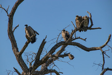 White-backed Vulture Flock Birds Perched Resting Dry Season Snag Dead Tree Branch in South Africa