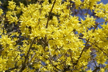Gelb farbene Forsythien im Frühling