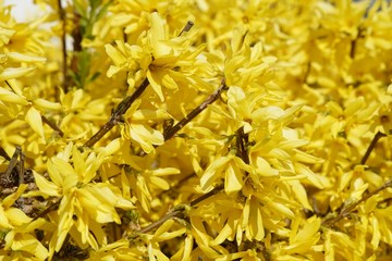 Gelb farbene Forsythien im Frühling