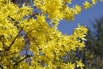 Gelb farbene Forsythien im Frühling