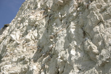Nids dans la falaise Cap Blanc Nez