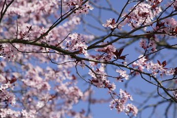 Rosafarbene Kirschblüten im Frühling