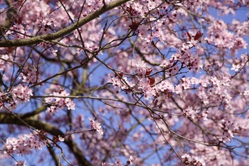 Rosafarbene Kirschblüten im Frühling