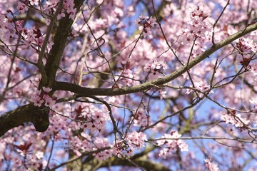 Rosafarbene Kirschblüten im Frühling