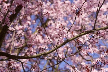 Rosafarbene Kirschblüten im Frühling