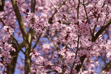 Rosafarbene Kirschblüten im Frühling