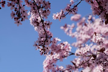 Rosafarbene Kirschblüten im Frühling