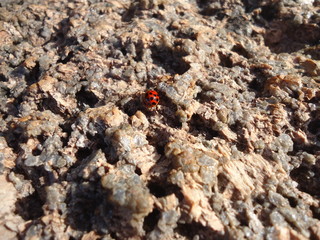 Detalhe Vermelho