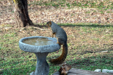 This red squirrel was caught in the act of sneaking some fresh water from the outdoor bird bath in a Missouri backyard.
