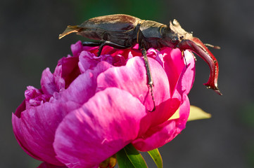Close-up photo of big stag-beetle, deer beetle, on natural bright colorful background.The largest...