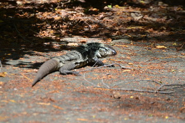 Obraz premium lizard