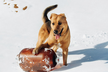 Cute mixed breed dog outside. Mongrel in the snow