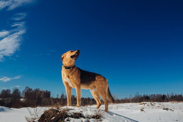 Cute mixed breed dog outside. Mongrel in the snow