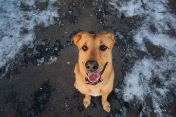 Cute mixed breed dog outside. Mongrel in the snow