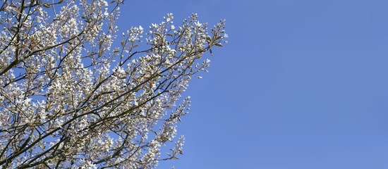 Weiße Blütenpracht im Frühling / Sommer