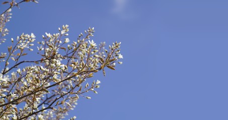 Weiße Blütenpracht im Frühling / Sommer