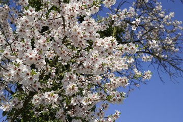 Weiße Mandelblüte im Frühling
