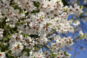 Weiße Mandelblüte im Frühling