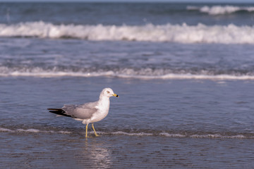 seagull on the beach