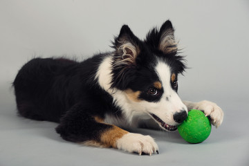 Playful Border Collie shepherd pup laying with a green ball on grey studio background