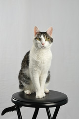 White cat with stripped spots sitting