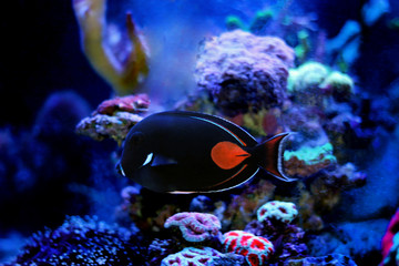 Achilles Surgeon Fish Tang -(Acanthurus achilles) 