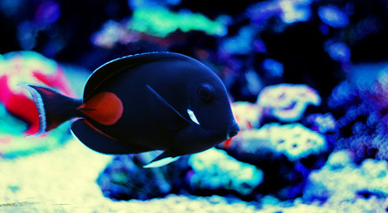 Achilles Surgeon Fish Tang -(Acanthurus achilles) 