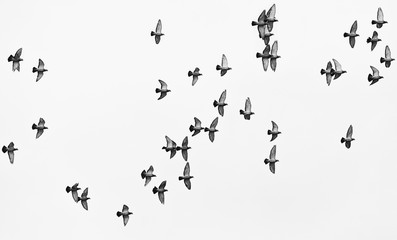 Flock of pigeons or doves flying. Free birds isolated on a white background
