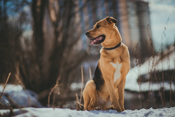 Cute mixed breed dog outside. Mongrel in the snow