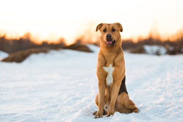 Cute mixed breed dog outside. Mongrel in the snow