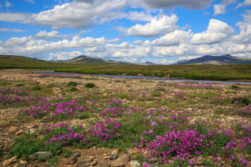 Obraz premium The beautiful northern nature of the Arctic. Dwarf fireweed flowers in the mountain valley. Nice weather. Clouds in the sky. Chukotka, Siberia, Far East Russia.