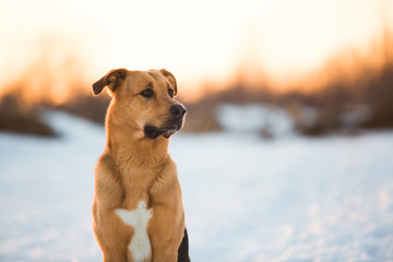 Cute mixed breed dog outside. Mongrel in the snow