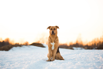 Cute mixed breed dog outside. Mongrel in the snow