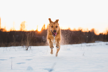 Big dog running at camera direction, looking happy. Mongrel in the snow on sunset