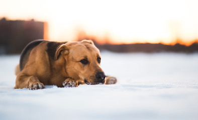 Cute mixed breed dog outside. Mongrel in the snow