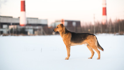 Cute mixed breed dog outside. Mongrel in the snow
