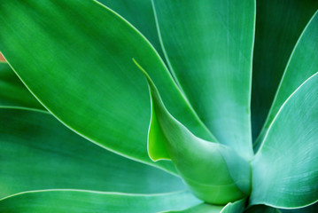 hojas verdes
