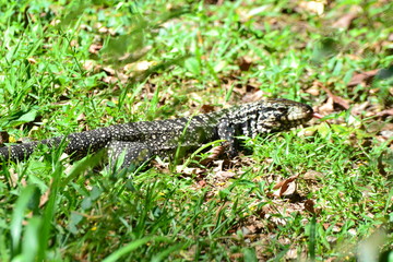 lizard on the grass